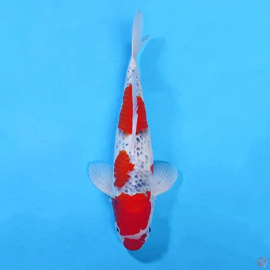 9.45CM RED STRONG GOSHIKI MALE