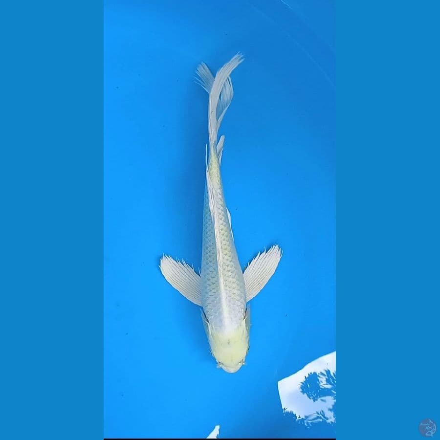 kumpai platinum size : 36 cm unchek