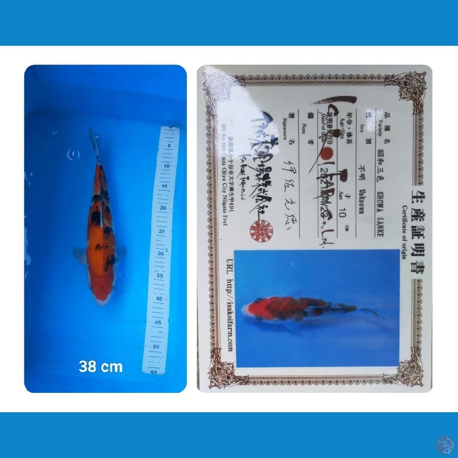 Sanke import isa koi farm 