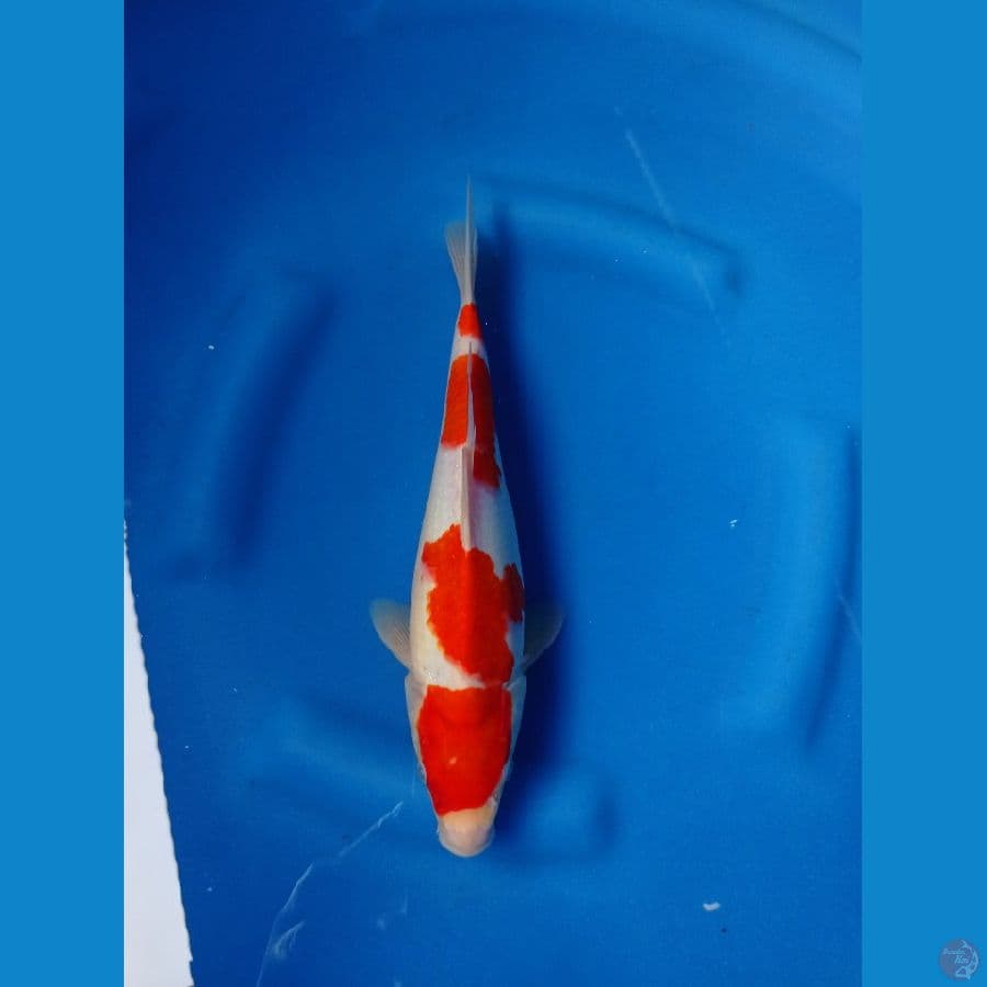 KOHAKU STRONG 30CM MALE