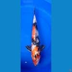 showa gindrin 49cm