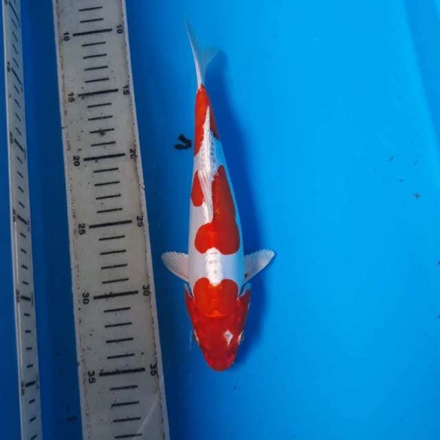 Kohaku hikari gahar