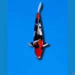 showa HQ F 35cm