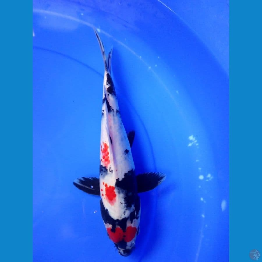 tancho showa 30 cm