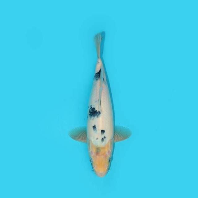 SHIRO 27 CM
