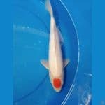tancho kohaku ori 30cm