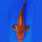 caramel sleyer 30cm 