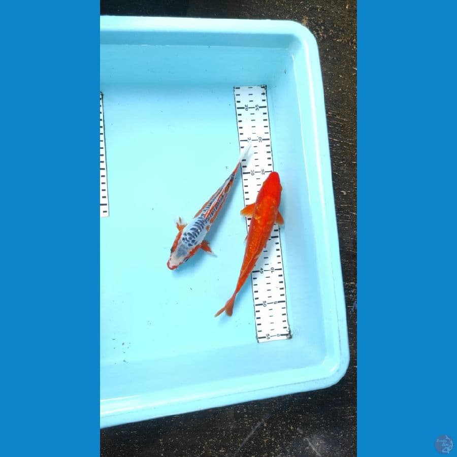 mix 2ekor 23cm