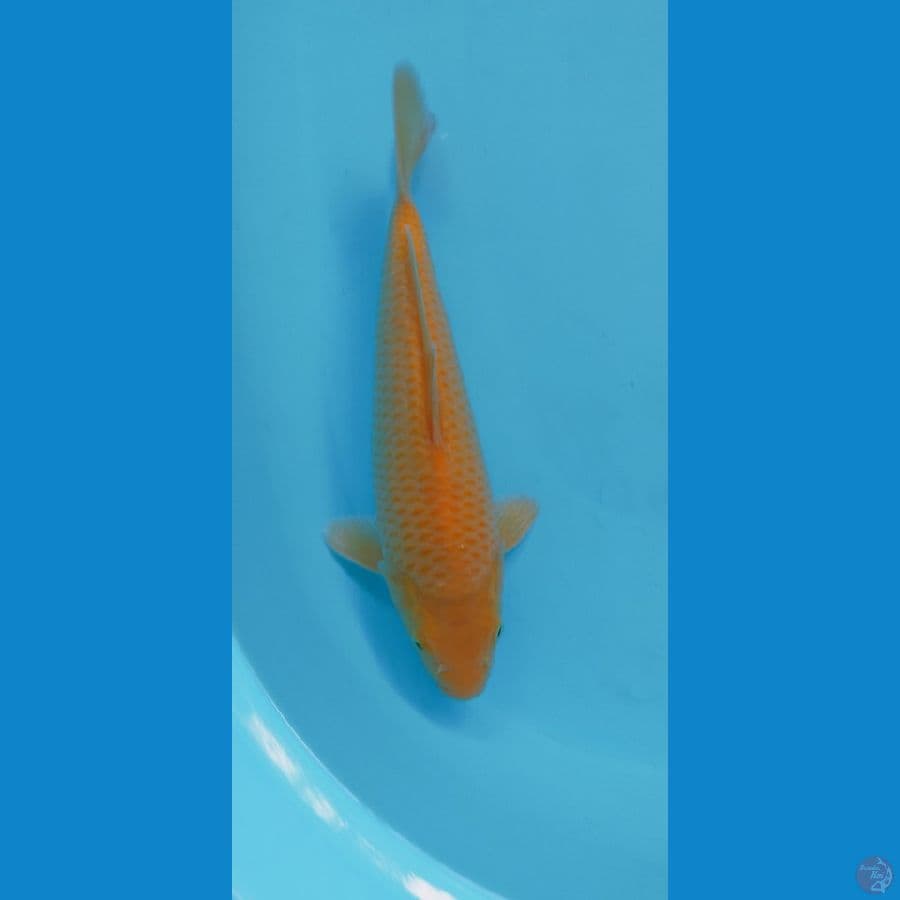 KARASHI CORN 29CM MALE