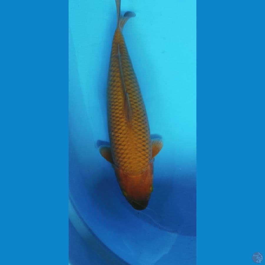 CHAGOI TEMBAGA 37CM MALE