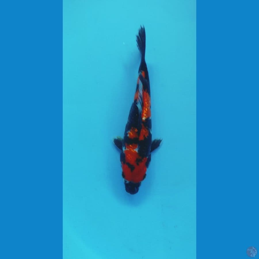 SHOWA GINRIN 25CM MALE