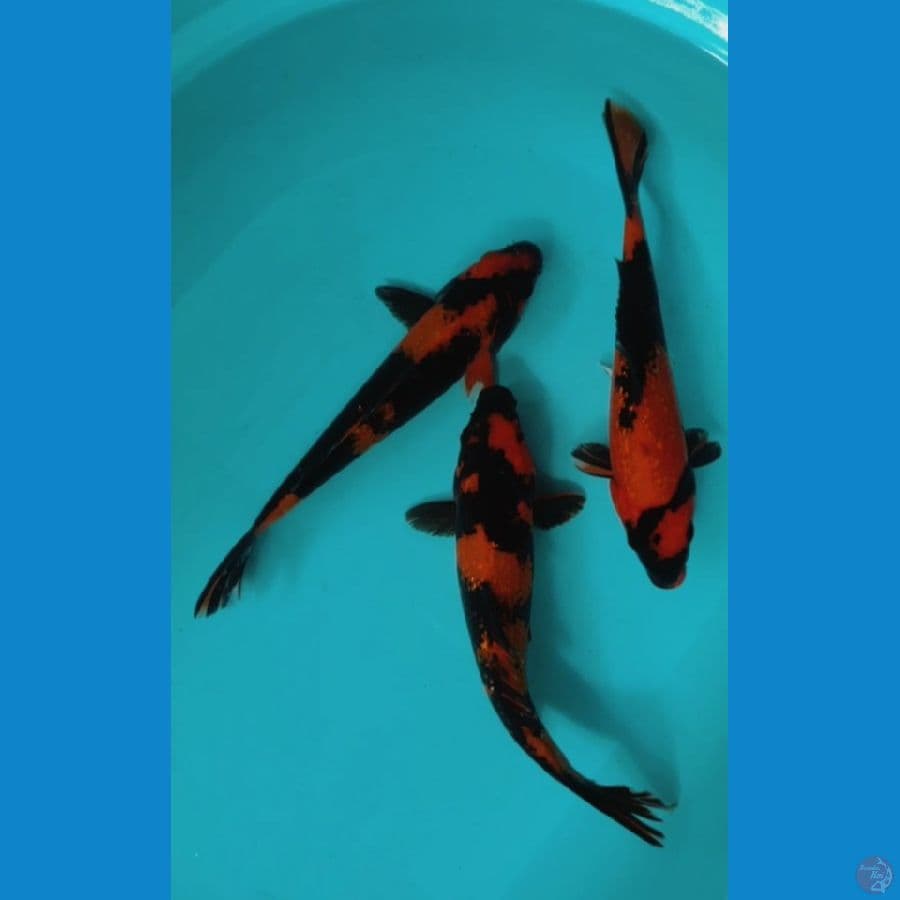HI-UTSURI GINRIN 26-28CM ALL MALE