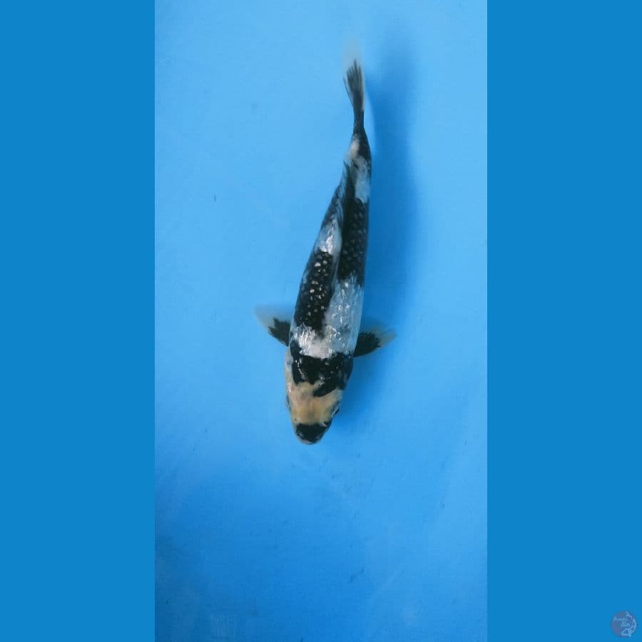 SHIRO GINRIN 25cm MALE