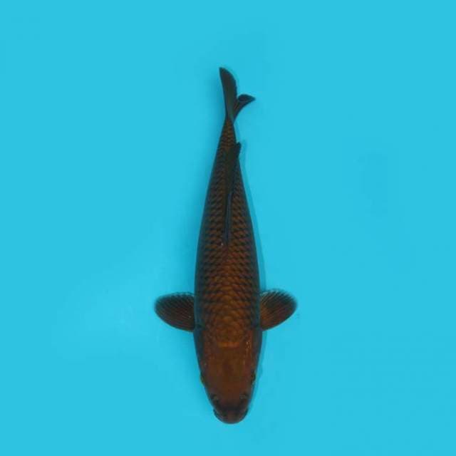 CHAGOI TEMBAGA 29 CM
