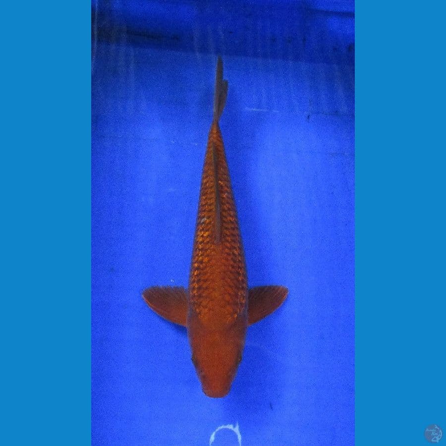 cagoi ginrin ±35cm