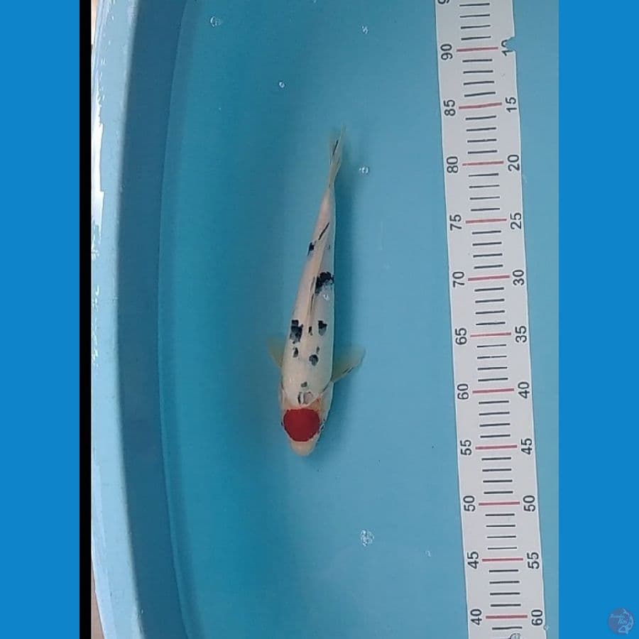 TANCHO SANKE 30 CM