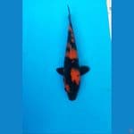 BABY HIUTSURI SQ 17 CM