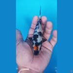 BABY TANCHO SHOWA 13 CM