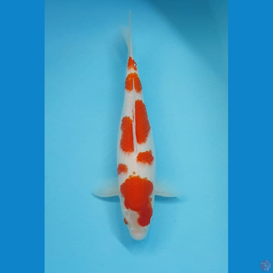 KOHAKU 40cm