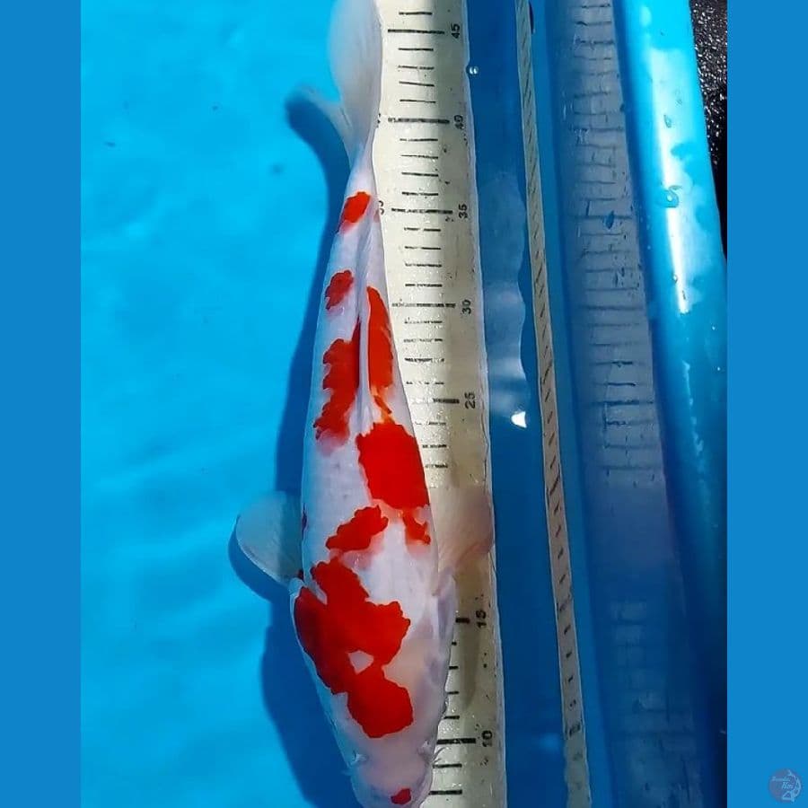 KOHAKU 35 CM