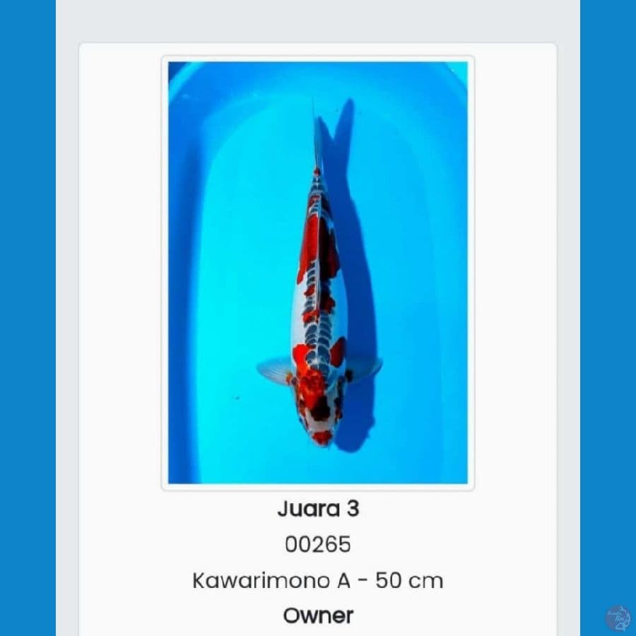 kawarimono 51 cm