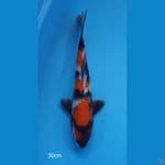 SHOWA 30 CM