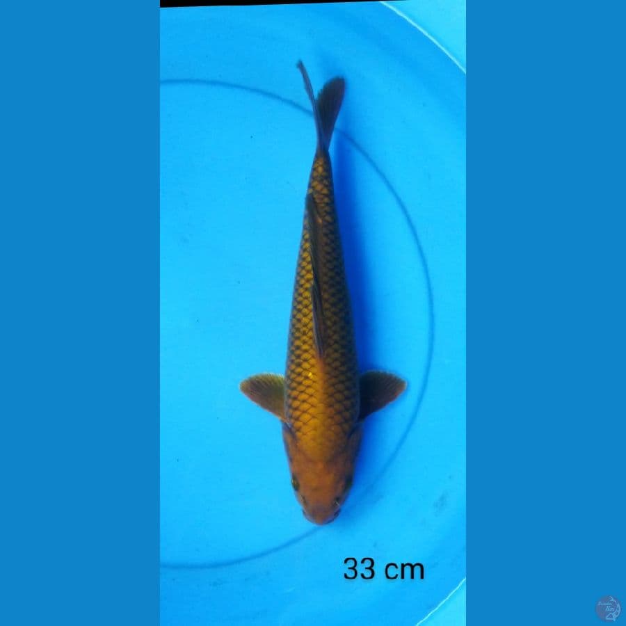 chagoi ring rapi male 33 cm