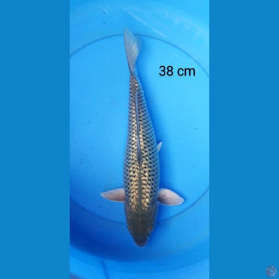 soragoi full ginrin punuk 38 cm