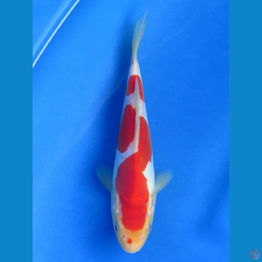 Kohaku Doitsu Murni , 19 cm