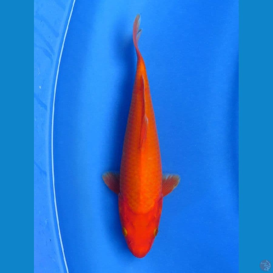 Benigoi - male, 25 cm