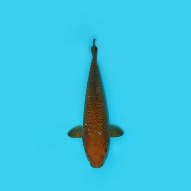 CHAGOI TEMBAGA 26 CM