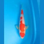 sq kohaku 31cm male 