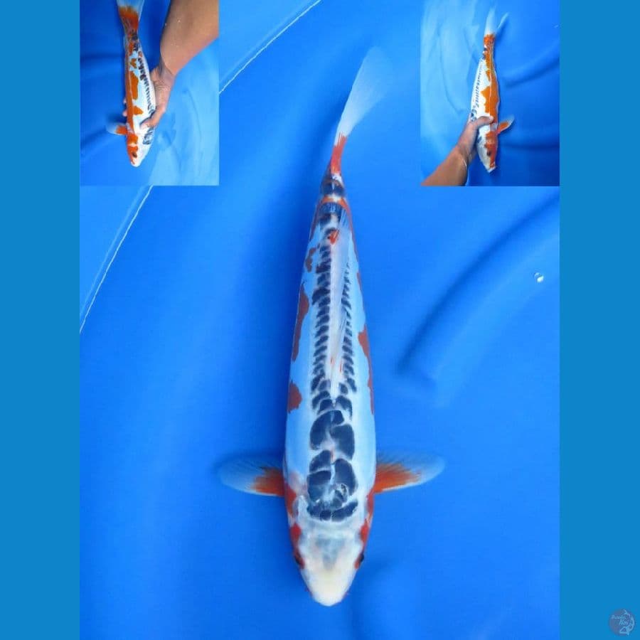 Shusui F1 , 37 cm