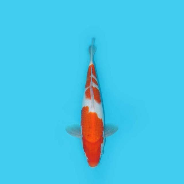 KOHAKU 29 CM
