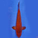 28cm male SQ brederr saiful azis