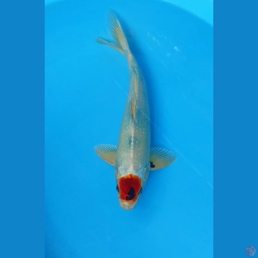 Tc hikari 31cm/m
