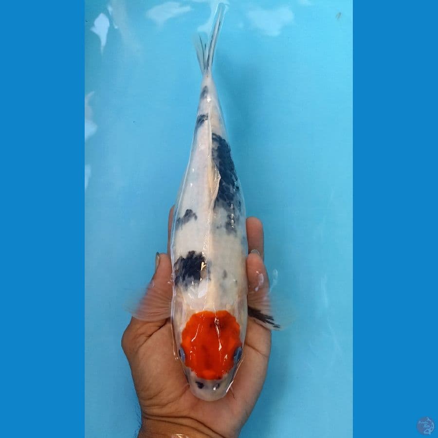 Tc showa 30cm