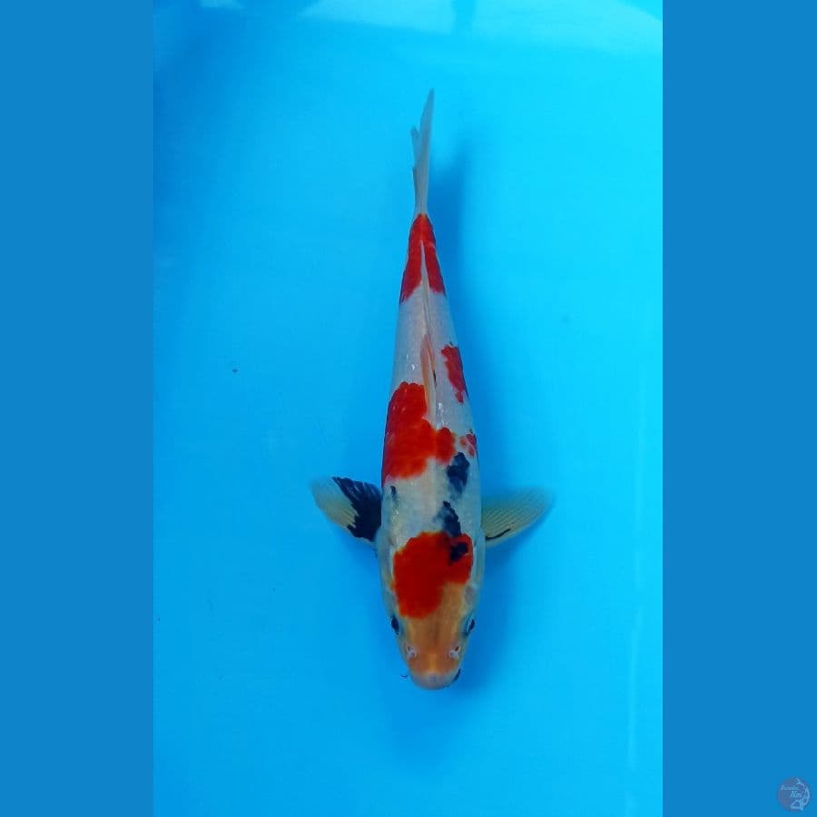 Showa 27cm