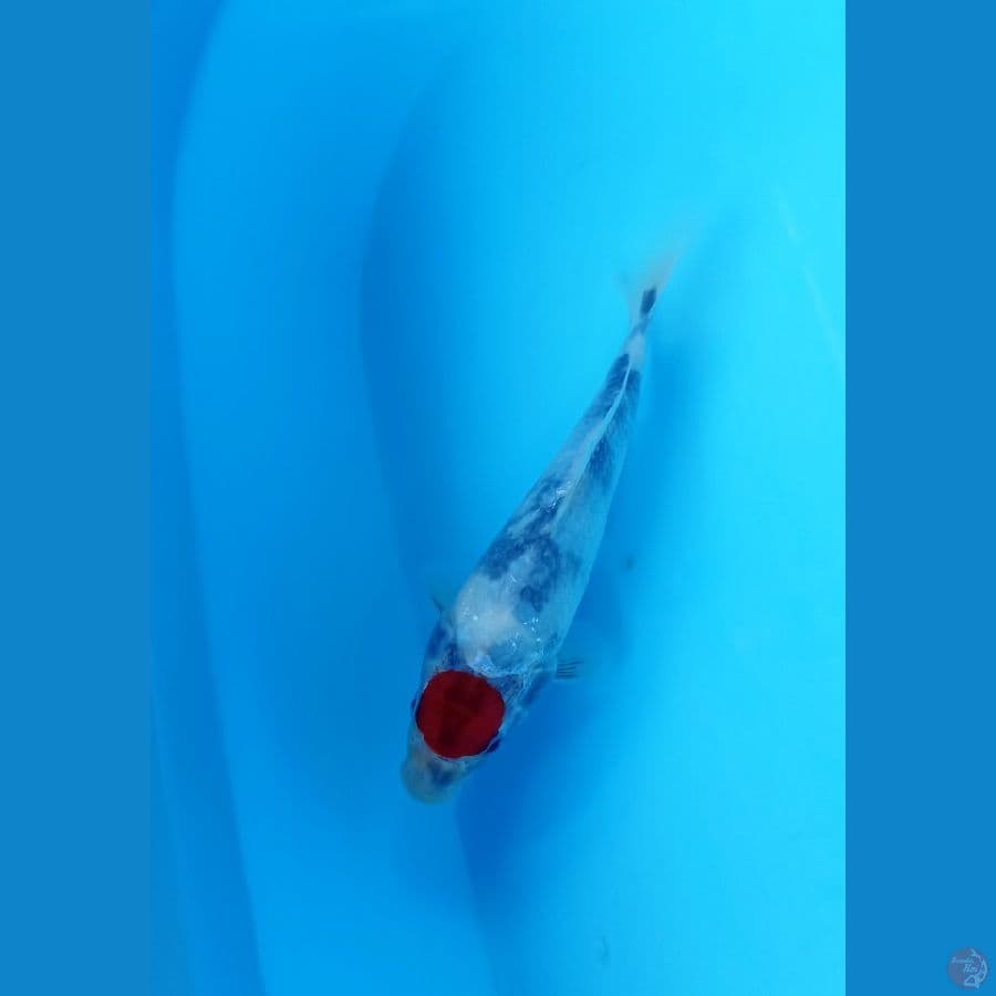 Tc showa 20cm