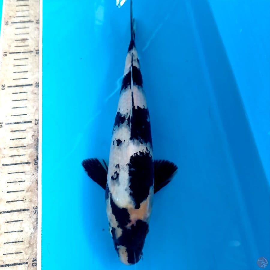 shiro, 30 cm
