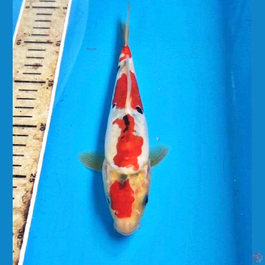 showa doitsu 23cm
