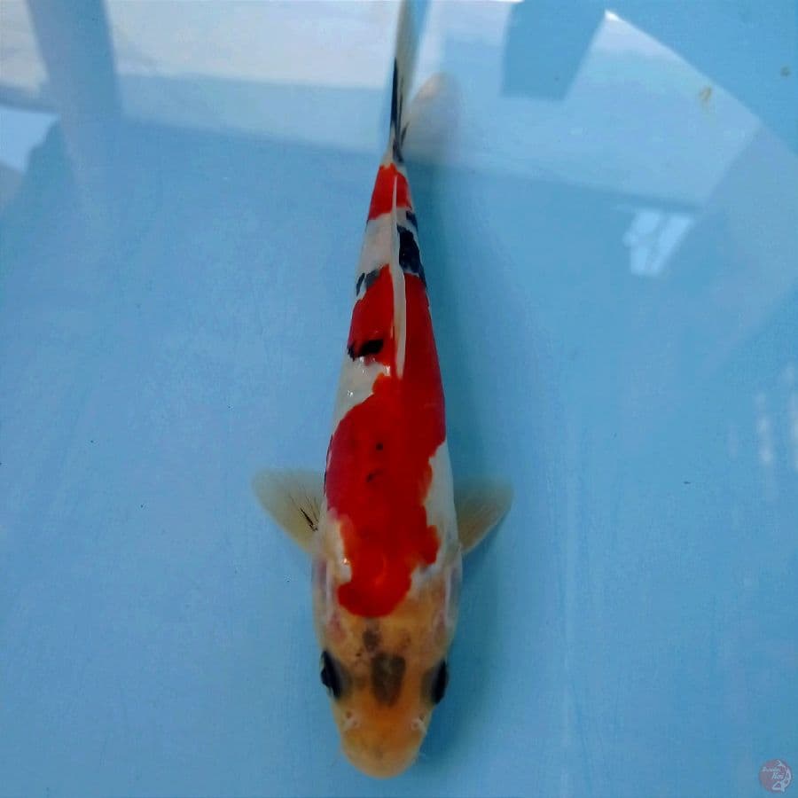 showa aragoke, 20 cm