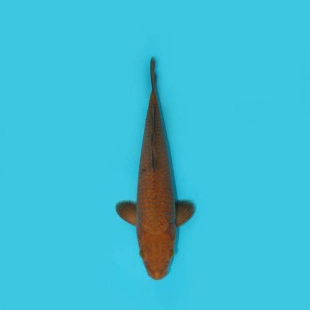 CHAGOI TEMBAGA 28 CM