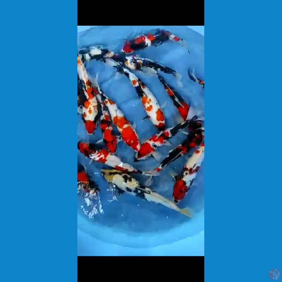 Paket showa 40_45cm