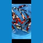 Paket showa 40_45cm