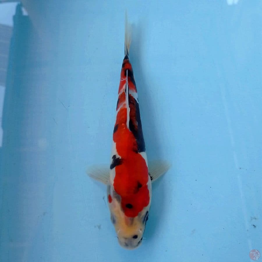 showa doitsu, 20 cm