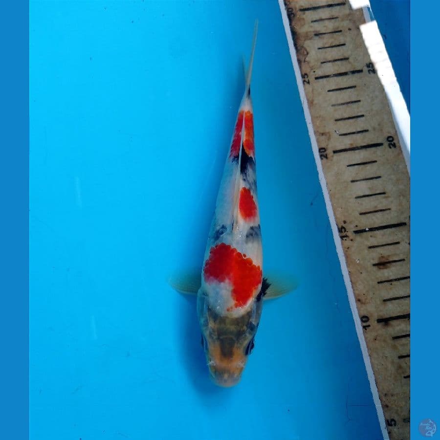 showa 21 cm 