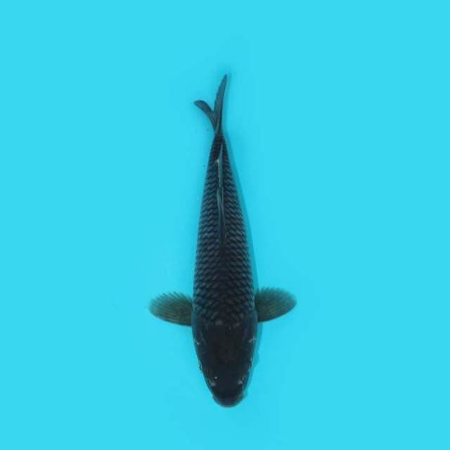 SORAGOI 24 CM