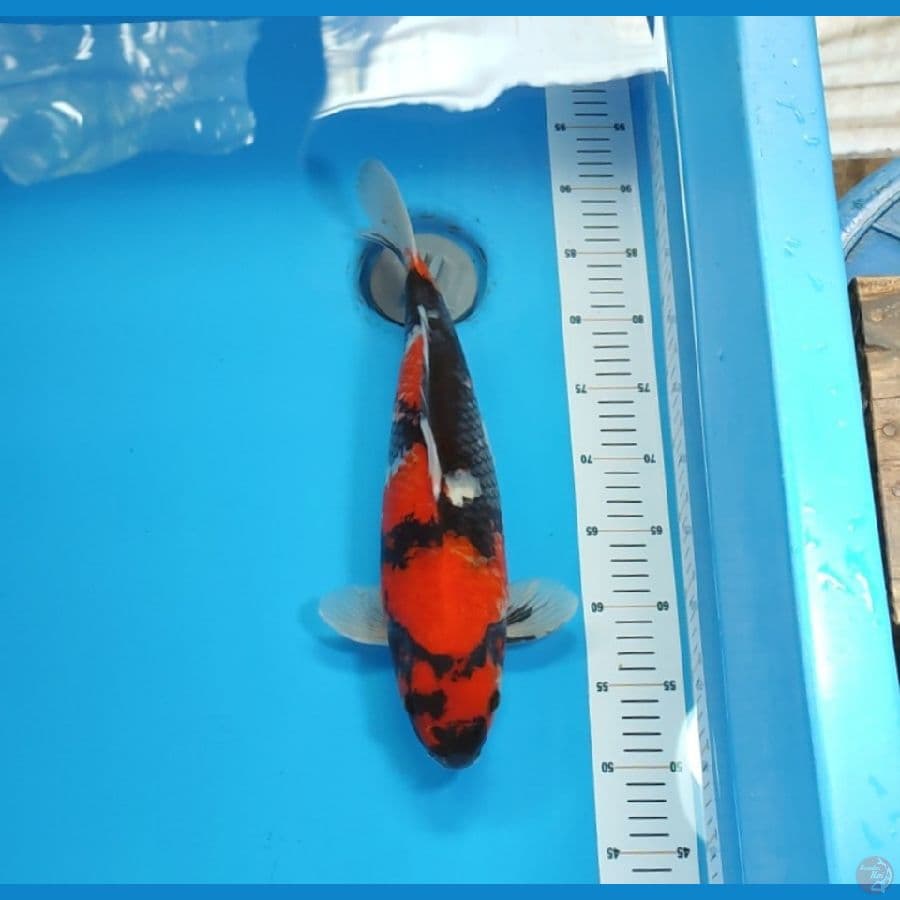 SHOWA 40 CM - FEEMALE