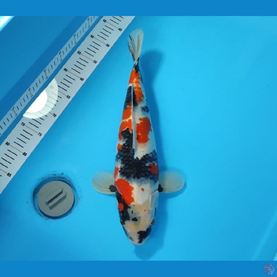 SHOWA BAKAT JUMBO 41 CM - FEEMALE